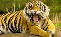 为什么老虎会吃人的人生感悟