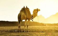 沙漠中的骆驼妈妈最伟大的爱是母爱人生感悟