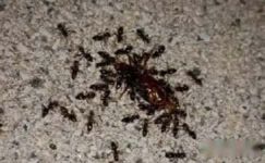 关于蚂蚁的人生感悟