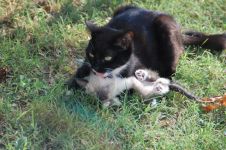 佛雅姑妈和她的苏菲猫