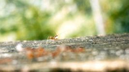 一只蚂蚁的人生感悟