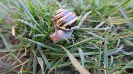 一只蜗牛从枝头醒来
