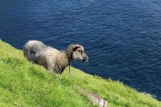 法罗群岛的“绵羊尺”