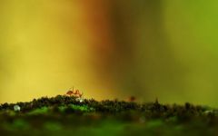奇妙的蚂蚁世界