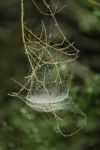 头巾上的蜘蛛网
