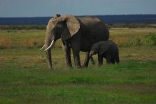 大象的母亲