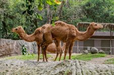 动物园长大的骆驼哲理故事