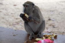 没有吃到香蕉的猴子