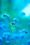 海藻———小力量影响大世界
