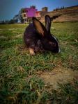 兔子吃了窝边草