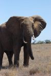 探访肯尼亚大象孤儿院